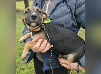 Räuber möchte Dein Herz stehlen