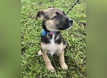 Rufus lieber Hundejunge