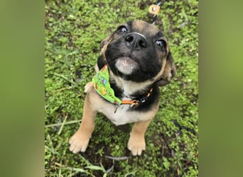 Räuber möchte Dein Herz stehlen