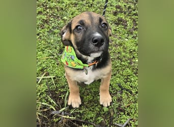 Räuber möchte Dein Herz stehlen