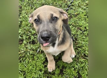 Rübe - Nr. 1 der R-Welpen Truppe