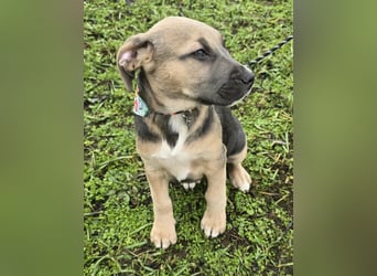 Rübe - Nr. 1 der R-Welpen Truppe