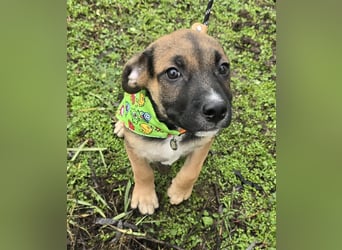 Räuber möchte Dein Herz stehlen