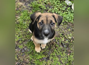 Räuber möchte Dein Herz stehlen