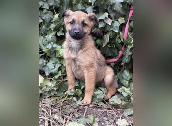 KIRA - sucht ihren sicheren Hafen