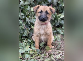 LUNA - darf sie mit dir die Welt entdecken?