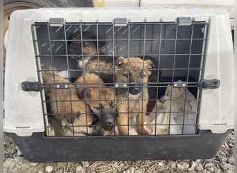 LUNA - darf sie mit dir die Welt entdecken?