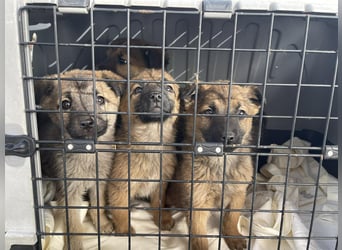 OTTO - Traumzuhause gesucht