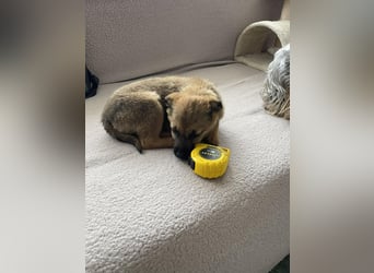 KIRA - sucht ihren sicheren Hafen