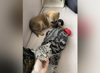 KIRA - sucht ihren sicheren Hafen