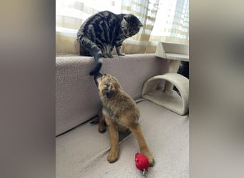 KIRA - sucht ihren sicheren Hafen