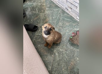 KIRA - sucht ihren sicheren Hafen