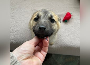 ELSA - ist bereit für ihr Abenteuer