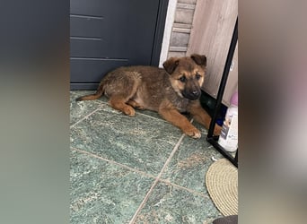 OTTO - Traumzuhause gesucht