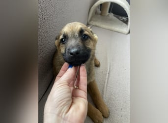 KIRA - sucht ihren sicheren Hafen