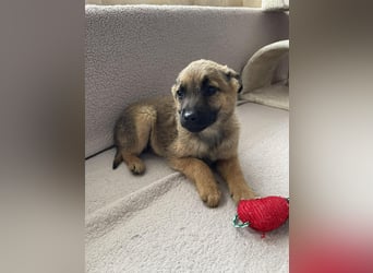 KIRA - sucht ihren sicheren Hafen