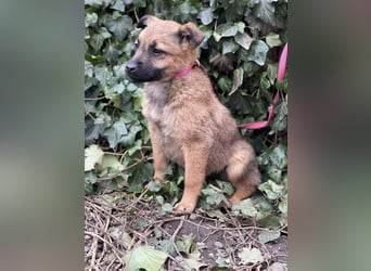 KIRA - sucht ihren sicheren Hafen