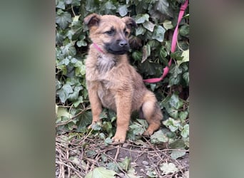 KIRA - sucht ihren sicheren Hafen