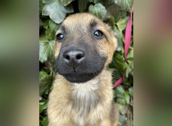 KIRA - sucht ihren sicheren Hafen