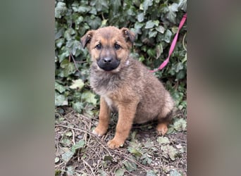 OTTO - Traumzuhause gesucht