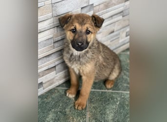 OTTO - Traumzuhause gesucht