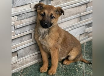 KIRA - sucht ihren sicheren Hafen