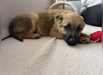 KIRA - sucht ihren sicheren Hafen