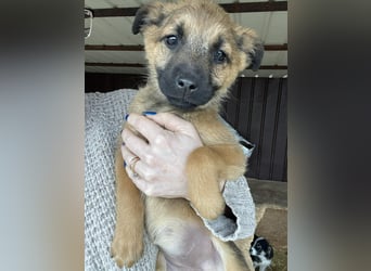 KIRA - sucht ihren sicheren Hafen