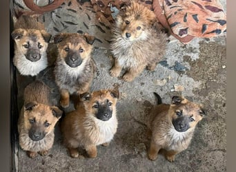 KIRA - sucht ihren sicheren Hafen