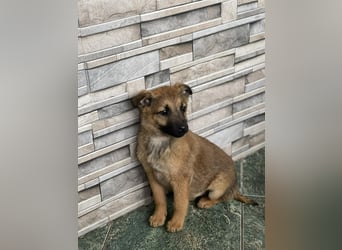 KIRA - sucht ihren sicheren Hafen