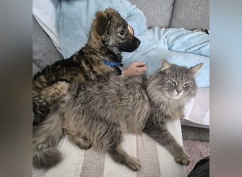 Uno - typisch verspielter freundlicher Welpe