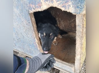 Jolie ein trauriges Mädchen