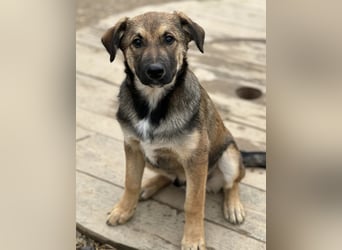 Castor ein wundervoller sanfter Engel