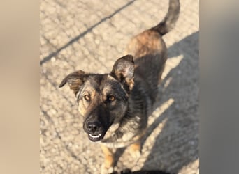 Lupa eine freundliche wundervolle