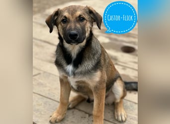 Castor ein wundervoller sanfter Engel