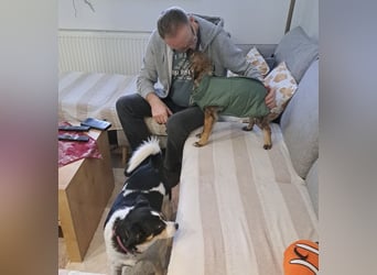 Uno - typisch verspielter freundlicher Welpe