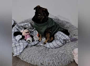 Uno - typisch verspielter freundlicher Welpe