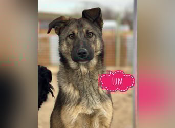 Lupa eine freundliche wundervolle