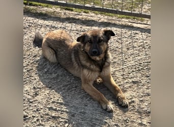 Lupa eine freundliche wundervolle