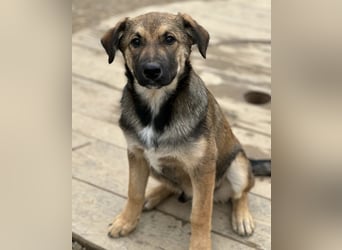 Castor ein wundervoller sanfter Engel