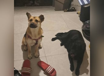 Lu - ein absoluter Notfall