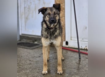 Lupa eine freundliche wundervolle