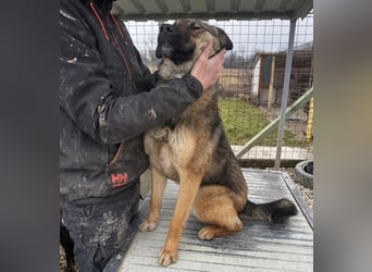 Lupa eine freundliche wundervolle