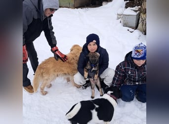 Uno - typisch verspielter freundlicher Welpe