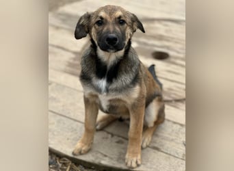 Castor ein wundervoller sanfter Engel