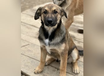 Castor ein wundervoller sanfter Engel