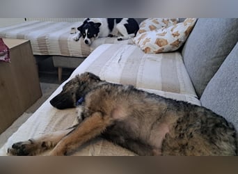 Uno - typisch verspielter freundlicher Welpe