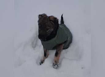 Uno - typisch verspielter freundlicher Welpe