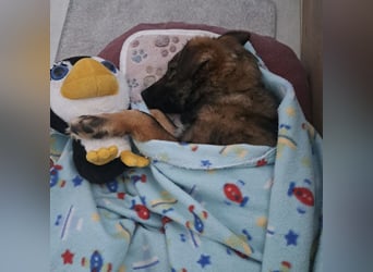 Uno - typisch verspielter freundlicher Welpe