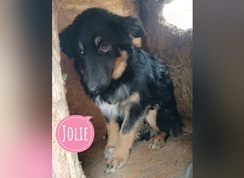 Jolie ein trauriges Mädchen